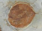 Two Detailed Fossil Leaves (Zizyphoides & Davidia) - Montana #97730-3
